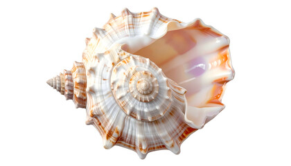 Swirled seashell, gradient white to light orange on black backdrop