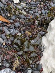 Close-up of seaweed and stones on a beach, showcasing natural coastal elements.