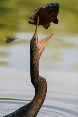 BLACK DIVING DUCK CATCHING FISH