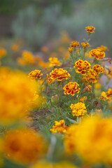 Marigolds in Soft Autumn Light