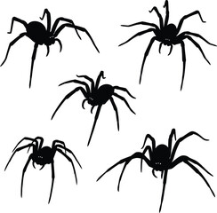 Five silhouetted spiders arranged on a white background isolated on white background