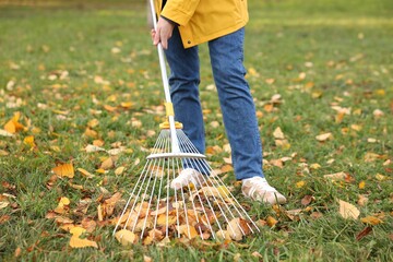 Woman raking fallen leaves on green lawn outdoors, closeup