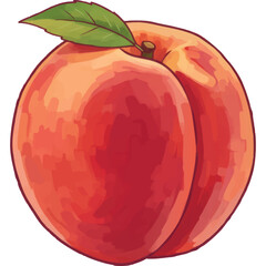 Hand Painted Nectarine Vector Icon with Green Leaf and Transparent Background