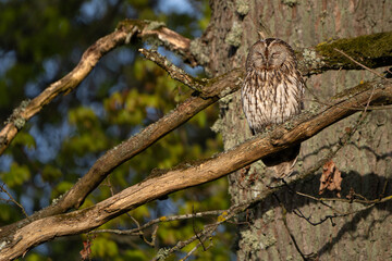 tawny owl sleeping on a branch