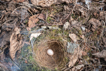 Vogelei im verlassenen Nest