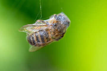 Biene im Spinnennetz gefangen