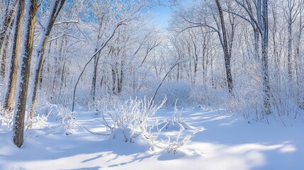 Fototapeta premium Frozen Winter Forest Scene with Snowy Branches and Sunshine