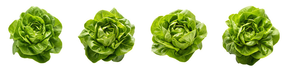 Four heads of butter lettuce isolated on transparent background