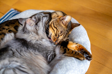 毛繕いをする仲良しな猫_ベンガル猫