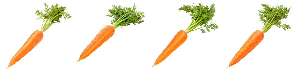 Four fresh carrots isolated on transparent background, ready to be eaten