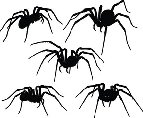 Five silhouetted spiders arranged in a pattern isolated on white background