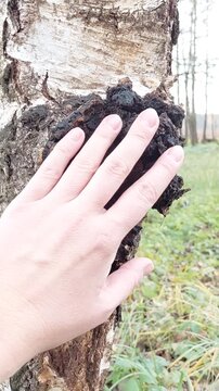 Hand touching chaga mushroom growing on a birch tree naturally in nature