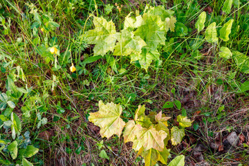 Vibrant young maple leaves and lush green grass carpet a sun-dappled woodland floor. A serene summer snapshot, showcasing nature's fresh growth and tranquility
