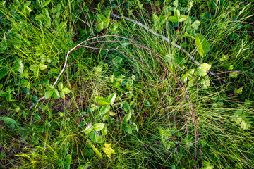 Vibrant green meadow grass interwoven with lush wild strawberry leaves and delicate twigs. A thriving woodland carpet, teeming with organic textures and natural beauty