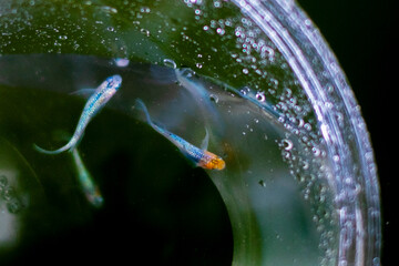 ラメメダカ_水合わせ