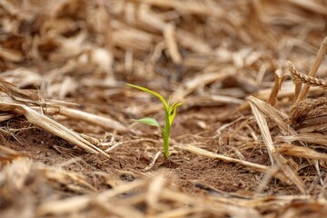 New Beginnings: A Young Cornstalk Emerges from Wheat Stubble in a No Till Agriculture Scene