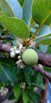 Elegant Display of Kukui Nuts with Delicate White Flowers and Silvery Green Leaves, Celebrating Hawaiian Botanical Beauty and Cultural Significance