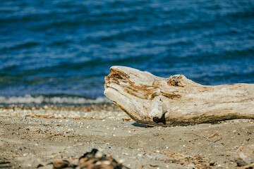 Treibholz am Bodensee, Herbst am Bodensee, Treibholz am Wasser