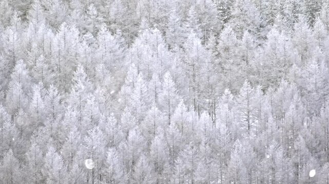 冬の高原　粉雪　吹雪