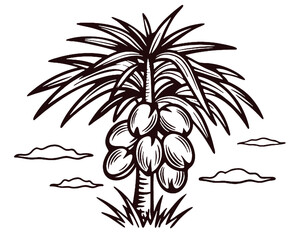 Stylized illustration of a mature coconut palm tree laden with fruit, set against a backdrop of wispy clouds.
