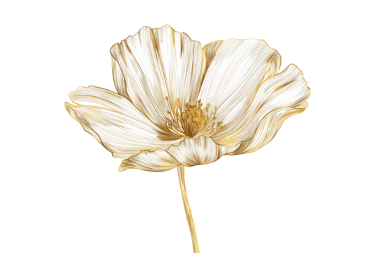 Elegant White Poppy Flower Illustration on Transparent Background for Botanical Design