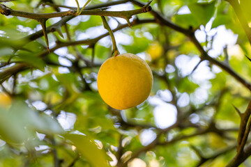 Green fruits of Trifoliate orange tree in garden close up. Citrus trifoliata