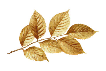 Golden Brown Dried Leaves on Transparent Background for Nature and Autumn Themes