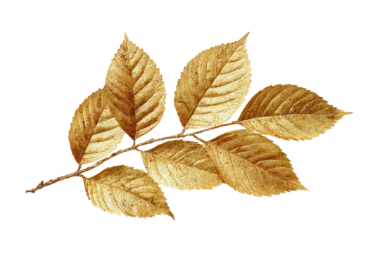 Golden Brown Dried Leaves on Transparent Background for Nature and Autumn Themes
