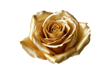Golden Rose Flower Isolated on Transparent Background Elegant Decorative Floral Arrangement