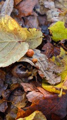 Close-up of colorful wet autumn leaves with small oak galls, capturing the rich textures, earthy tones, and natural beauty of a forest floor after rain.