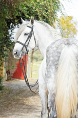 portrait of purebred PRE stallion in dressage bridle. Andalusia. Spain