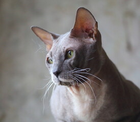 Portrait of a bald gray cat of the Peterbold breed