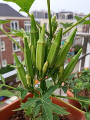 Obraz premium Lush Okra Growing in a Container Garden on a Balcony: A Culinary Delight from Your Home Garden