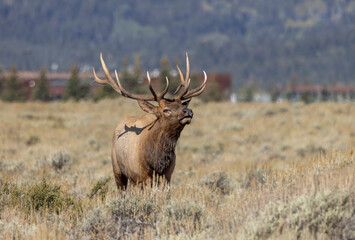 Obraz premium Bull Elk During the Rut in Grand Teton National Park Wyoming in Autumn