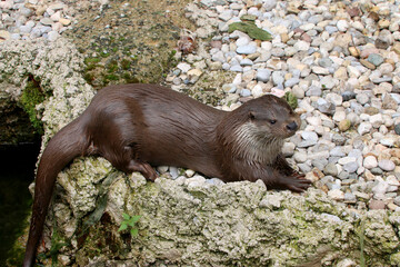 Eurasischer Fischotter (Lutra lutra) am Wasserrand 