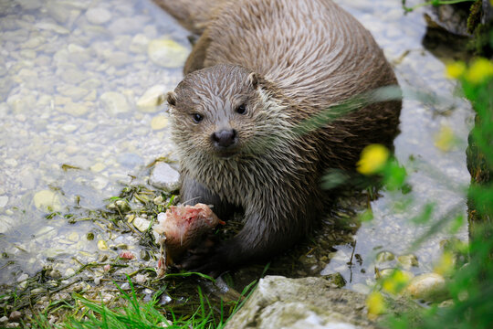 Eurasischer Fischotter (Lutra lutra) am Wasserrand 