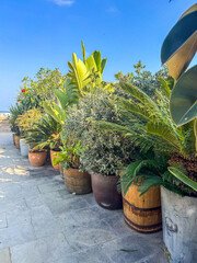 Row of Lush Green Plants in Pots Along Terrace Path