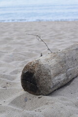 dead tree on the beach