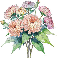 handdrawn watercolor cluster of Chrysanthemum with mixed blooms and leaves