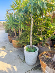 Tropical Plants in Pots on Terrace with Ocean View