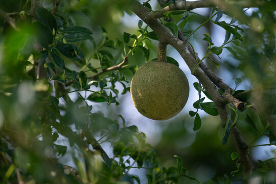 A wood apple (Limonia acidissima) hangs from a tree surrounded by green leaves.