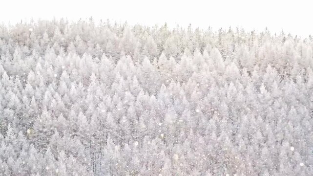 冬の高原　粉雪　吹雪