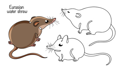 Eurasian water shrew