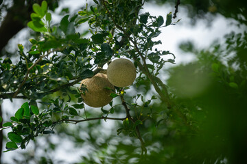 A pair of wood apples (Limonia acidissima) hanging from a tree surrounded by green leaves