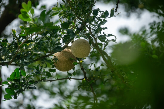 A pair of wood apples (Limonia acidissima) hanging from a tree surrounded by green leaves