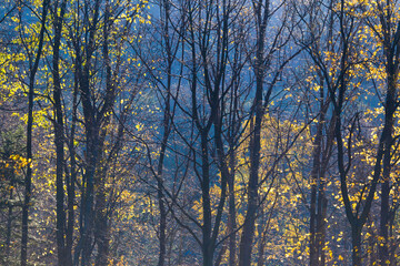Jesienne gałęzie drzew na tle zamglonego nieba © kubikactive