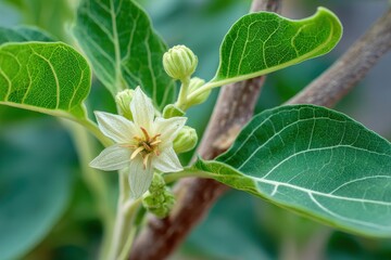 Blooming Ashwagandha Herb: Natural Essence of Withania somnifera for Wellness and Health