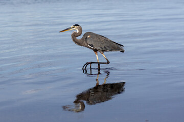 great blue heron on the beach