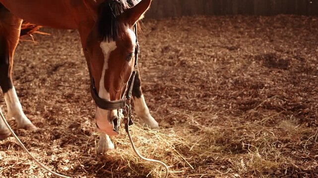 Haltered horse eats hay on farm ranch. Feeding and caring for horse on farm. Livestock. Feeding horses in winter