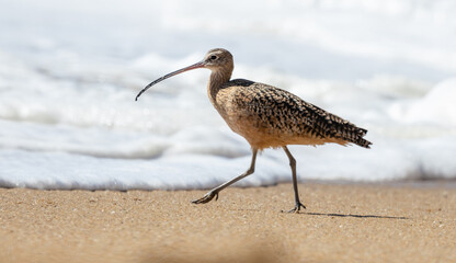 Long billed curlew walking along the sandy beach with gentle ocean waves in the background. Shorebird in natural coastal habitat, peaceful wildlife scene and soft morning light on the shoreline